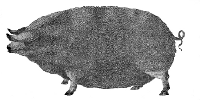 Pig - 2008